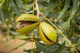 Northern pecan seeds producing ripening nut clusters on branches