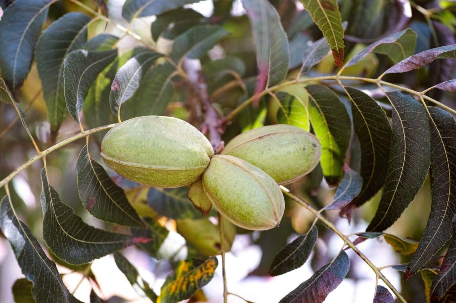 Northern pecan seeds showing compound green leaves closeup