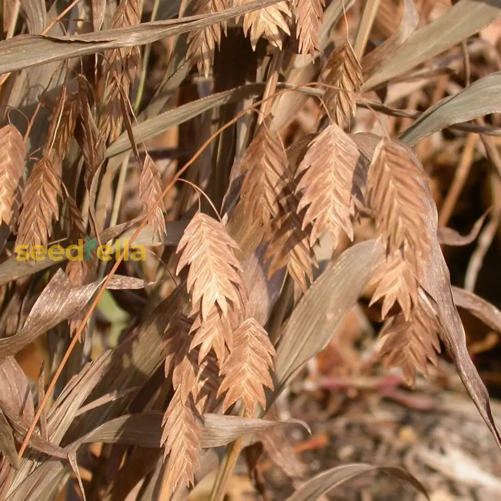 Northern Sea Oats Seeds Chasmanthium Latifolium Ornamental Grass Low Maintenance Cut Flower Showy