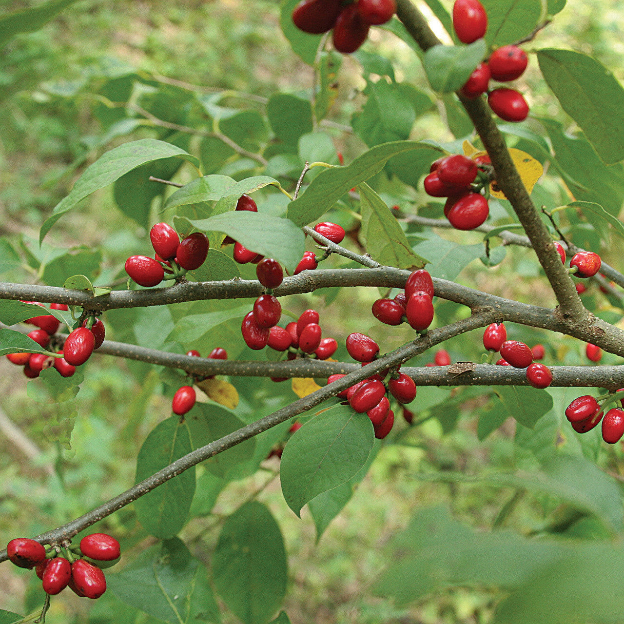 Northern Spicebush Seeds – Lindera benzoin Non-GMO Native Plant