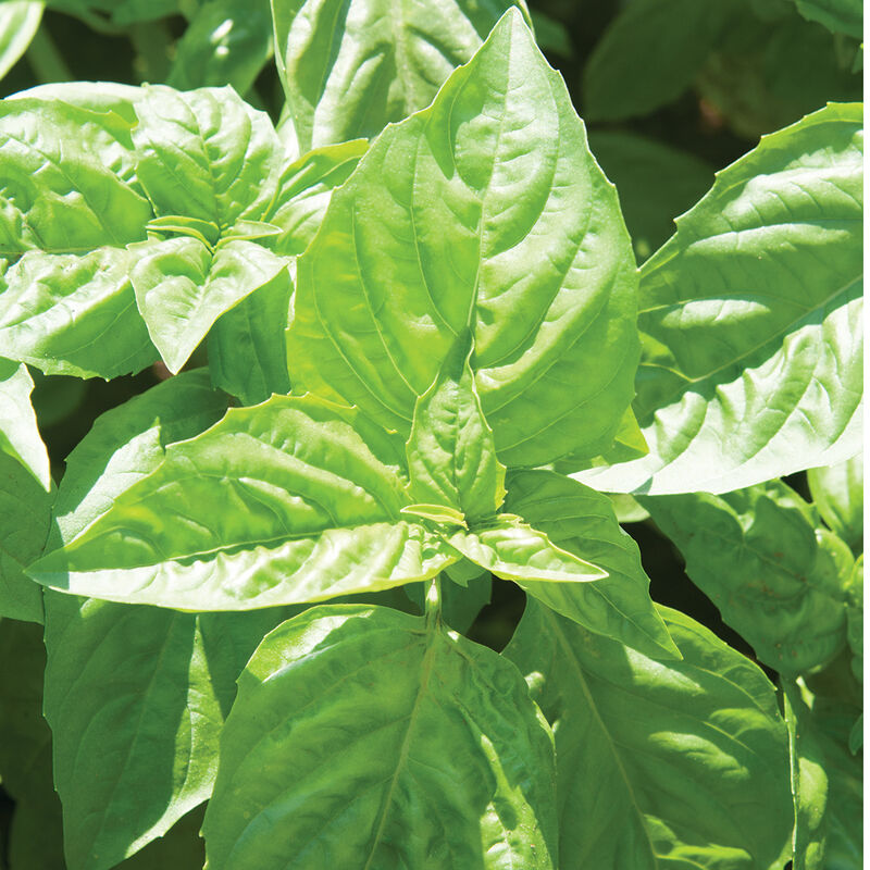 Nufar Basil organic seeds Ocimum basilicum ornamental herb