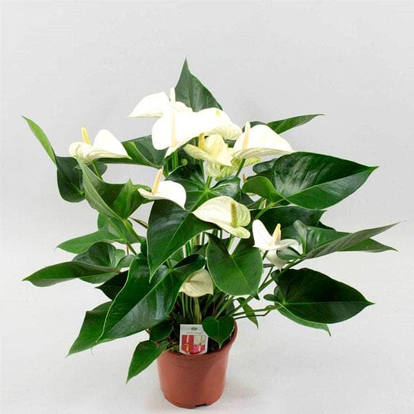 White Anthurium Flower Seeds Flower seeds for Planting Cottage Garden Essential Heirloom & GMO Free Seeds for Home Garden 
 
 Sale for planting in home garden