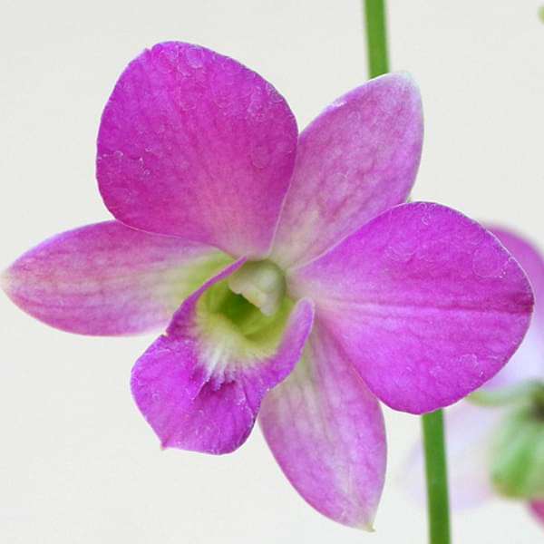 Lavender Dendrobium Flower seeds for Planting - Low Maintenance, Heirloom & GMO Free Seeds for Home Garden
 
 Sale seeds for home garden