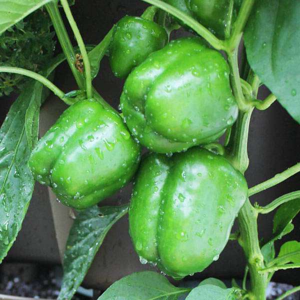 Summer Vegetable Capsicum Green Seeds for Fresh Green Peppers