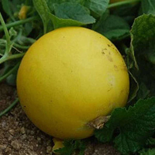 Yellow Cucumber Seeds For Garden Planting Vegetable Seeds