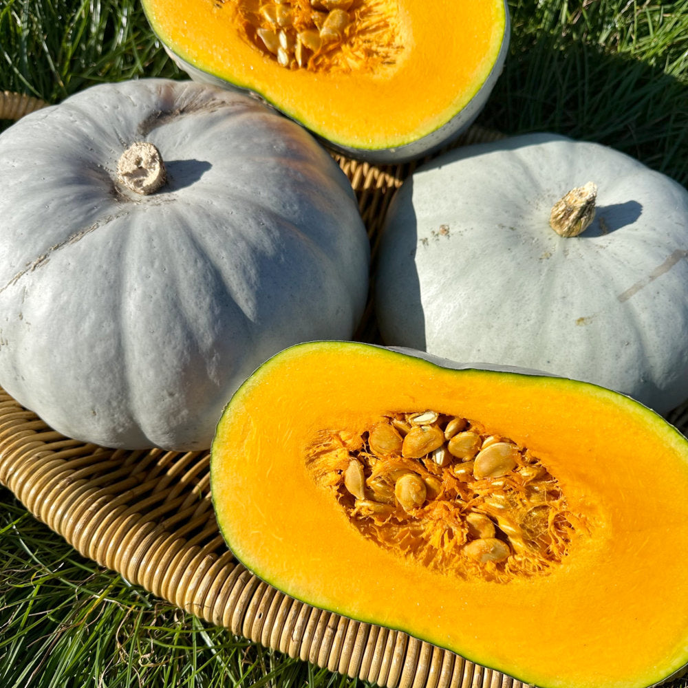 Nutritious Sweet Flesh winter squash for cooking