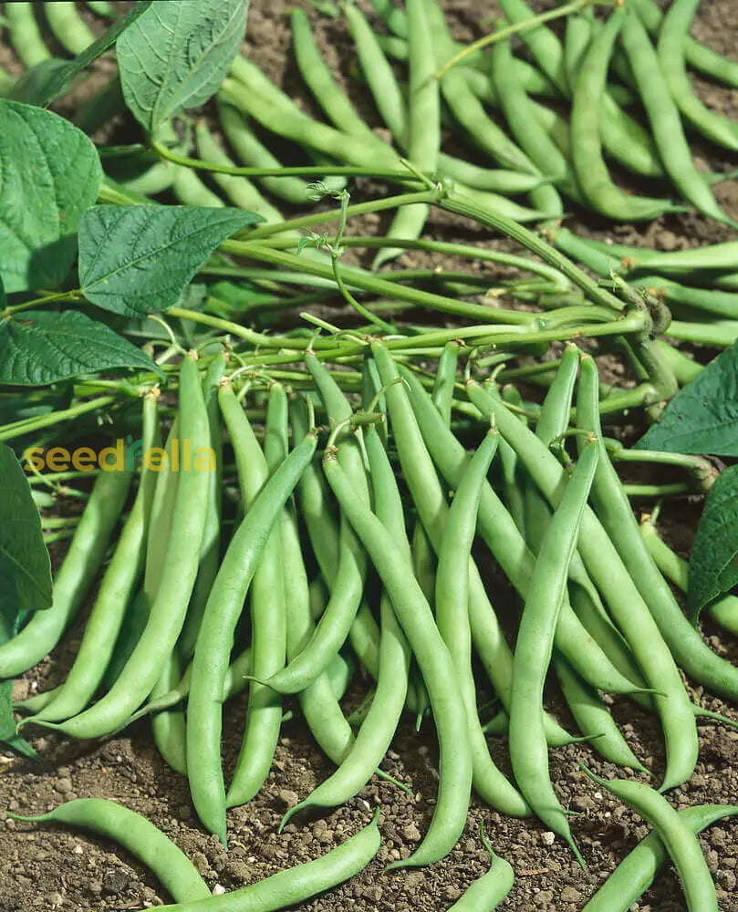 Nutritious Bean Seeds For Planting Vegetable Seeds