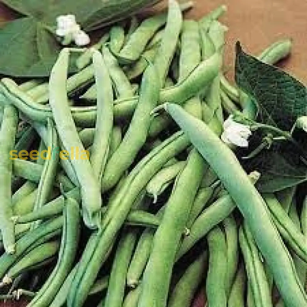 Nutritious Bean Seeds For Planting Vegetable Seeds