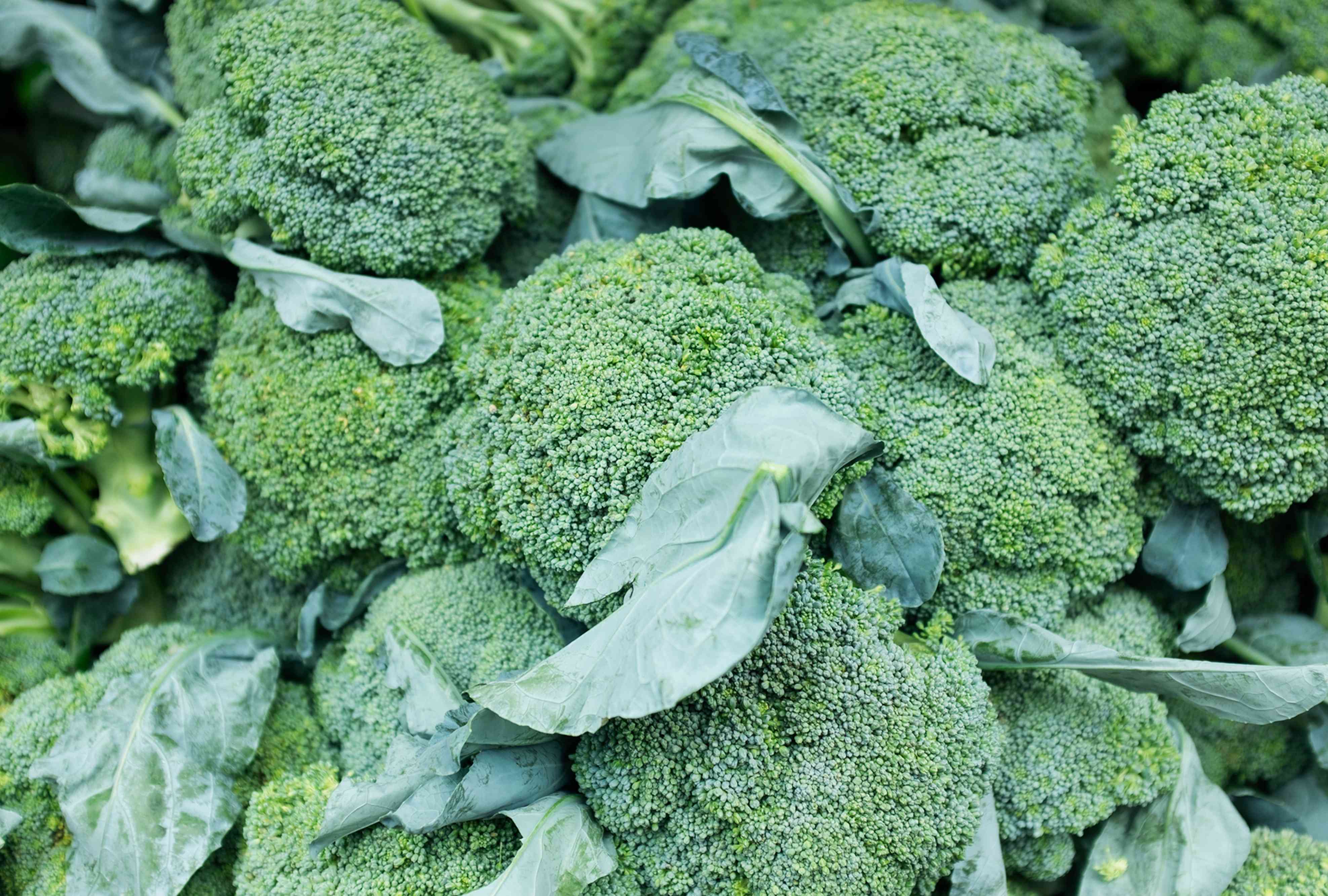 Nutritious greens Broccoli seeds for gardens