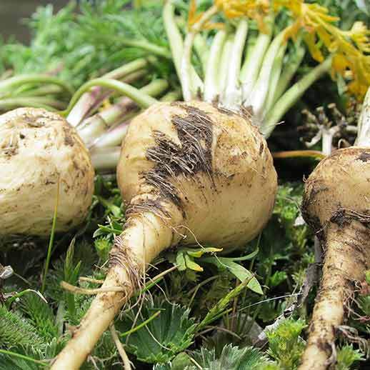 Nutritious Maca seeds for planting in home gardens