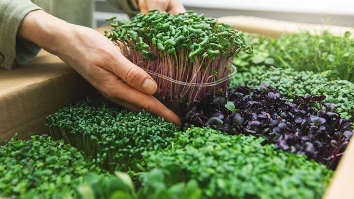 Nutritious microgreens seeds for indoor growing