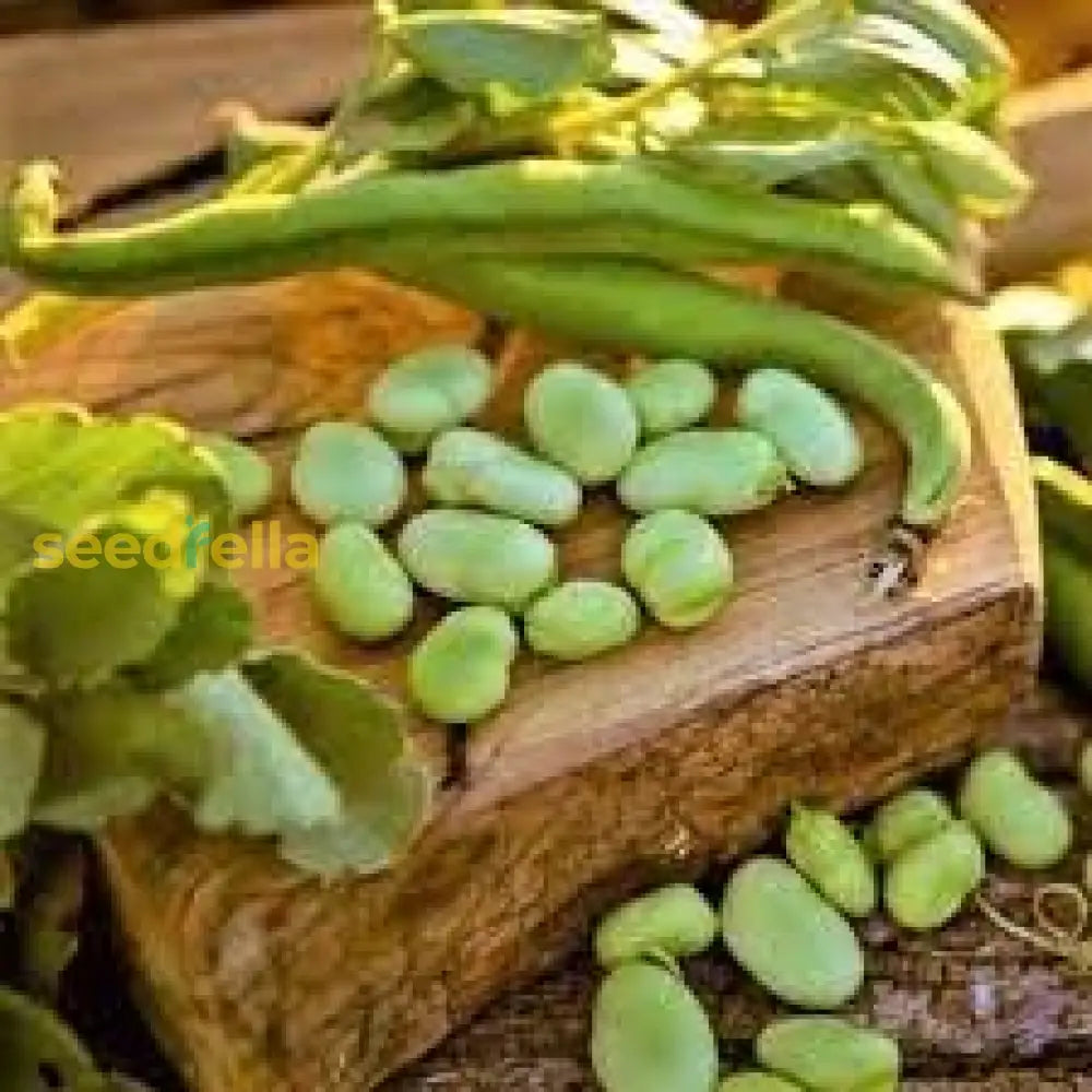 Nutritious Pod Broad Bean Seeds For Planting Vegetable Seeds