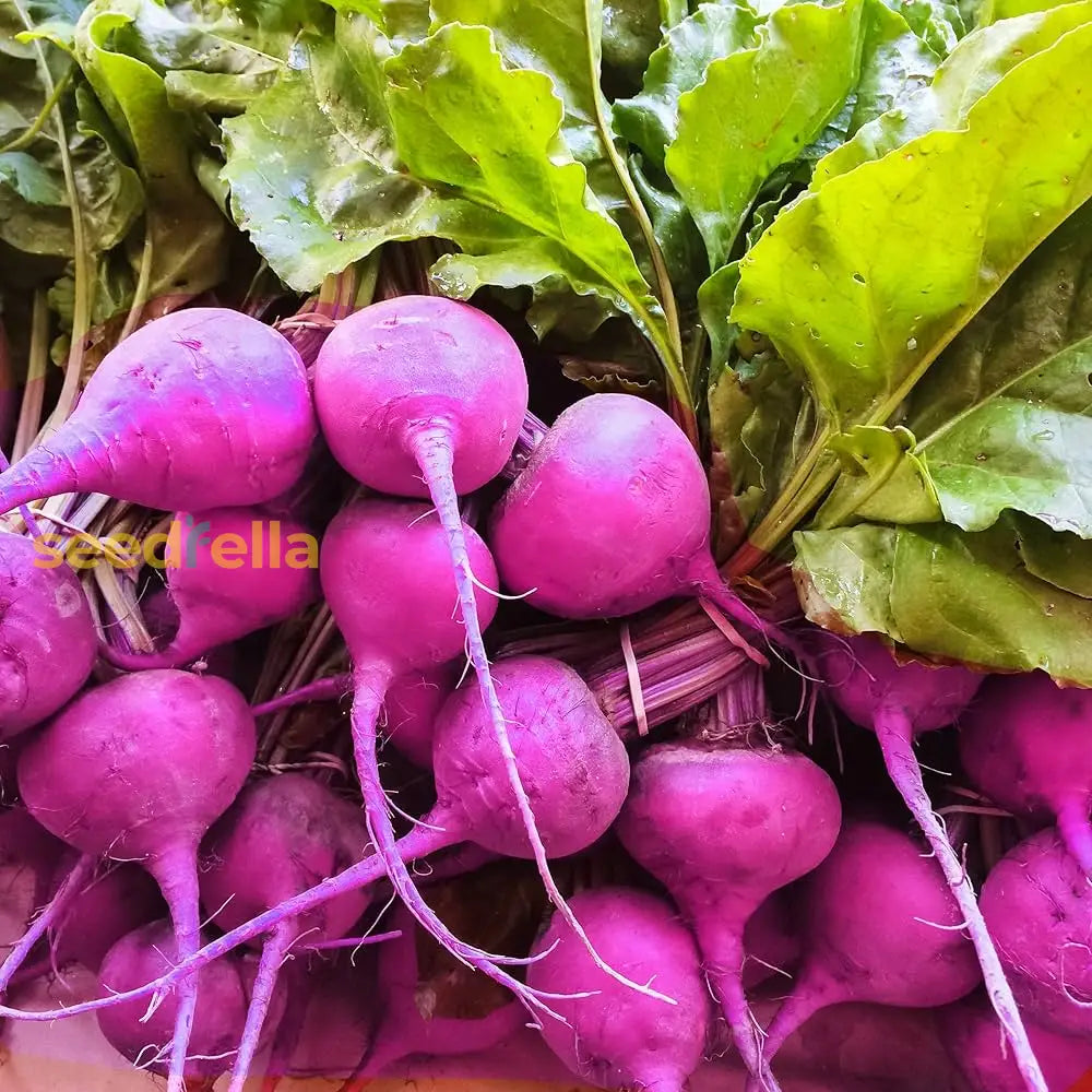 Nutritious Purple Radish Seeds For Planting Vegetable Seeds