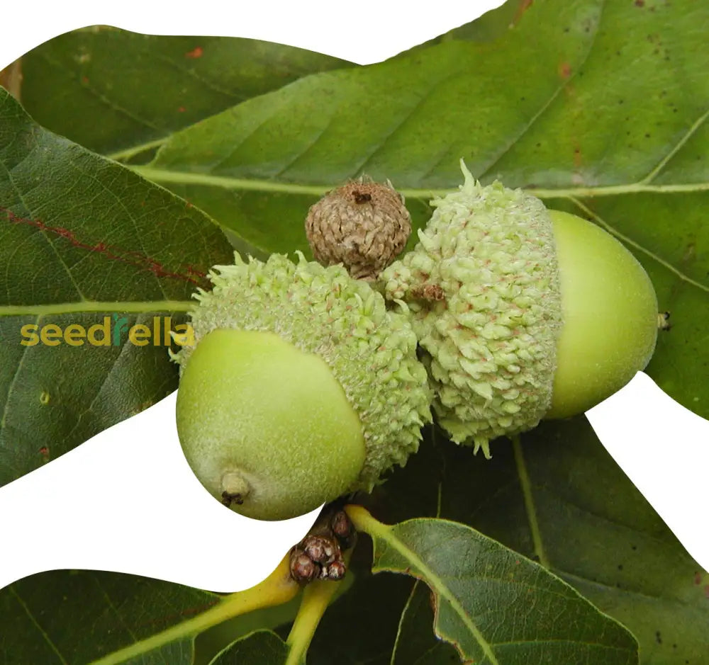 Oak Tree Seeds - Complete Planting Guide For Strong Healthy Growth Plant Seeds