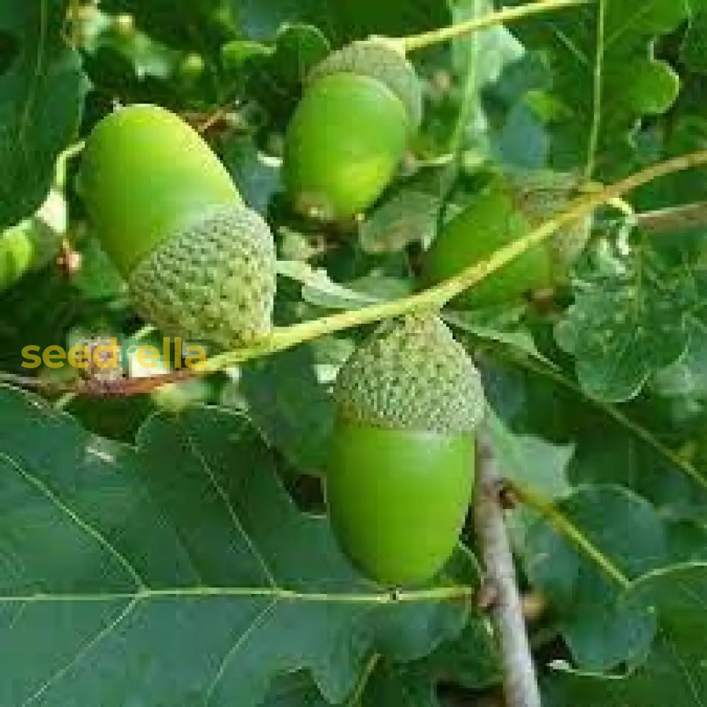 Oak Tree Seeds - Planting And Growth Guide