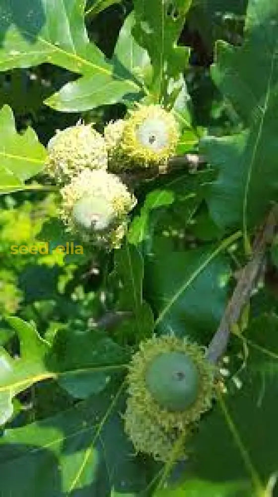 Oak Tree Seeds - Planting And Growth Guide