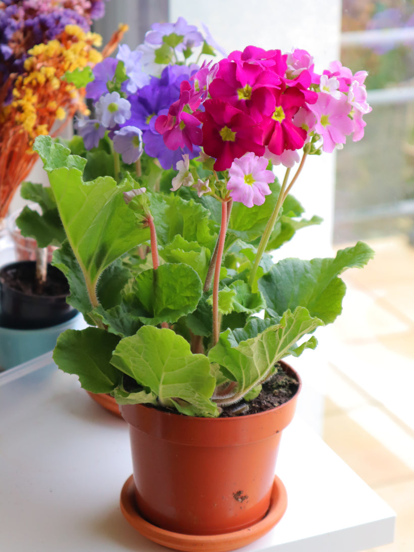 Non GMO Obconica seeds for easy garden planting