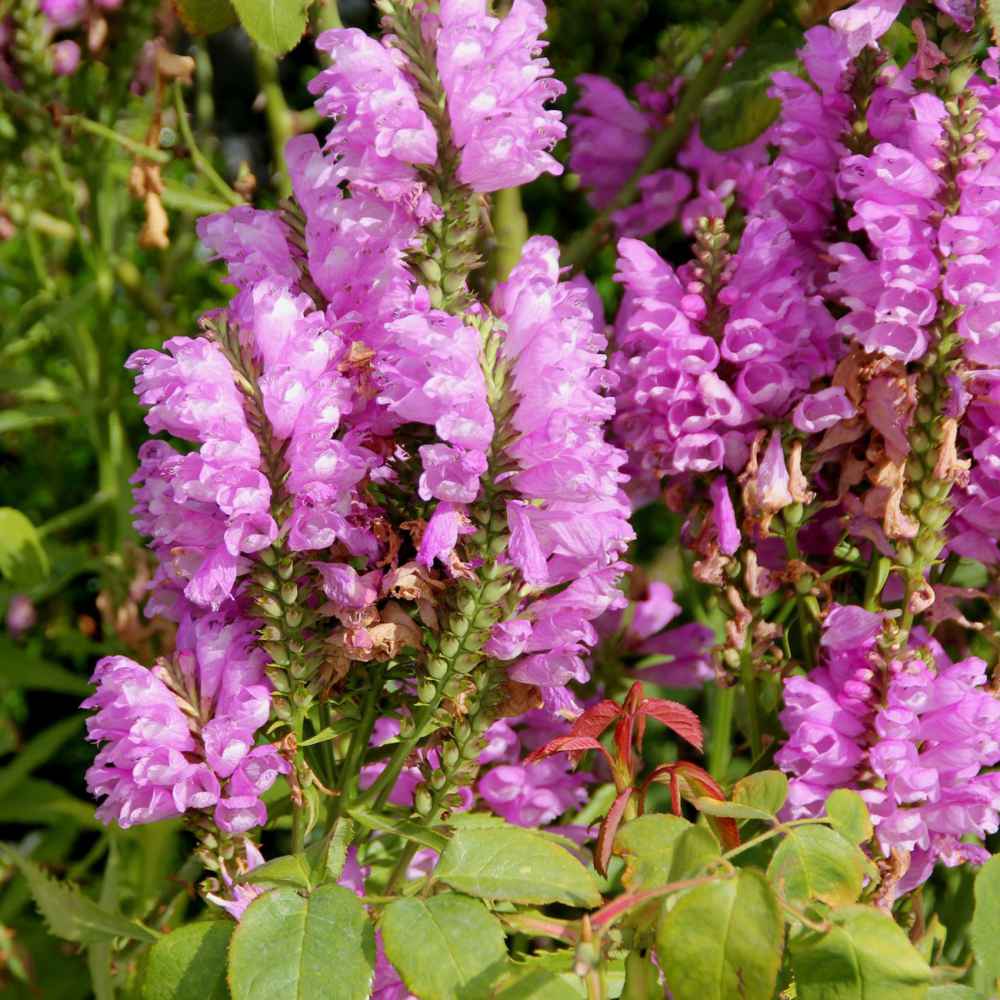 Pink Physostegia Flower seeds for Planting - Bright Blooms, Heirloom & GMO Free Seeds for Home Garden
 
 Sale seeds for planting in home garden