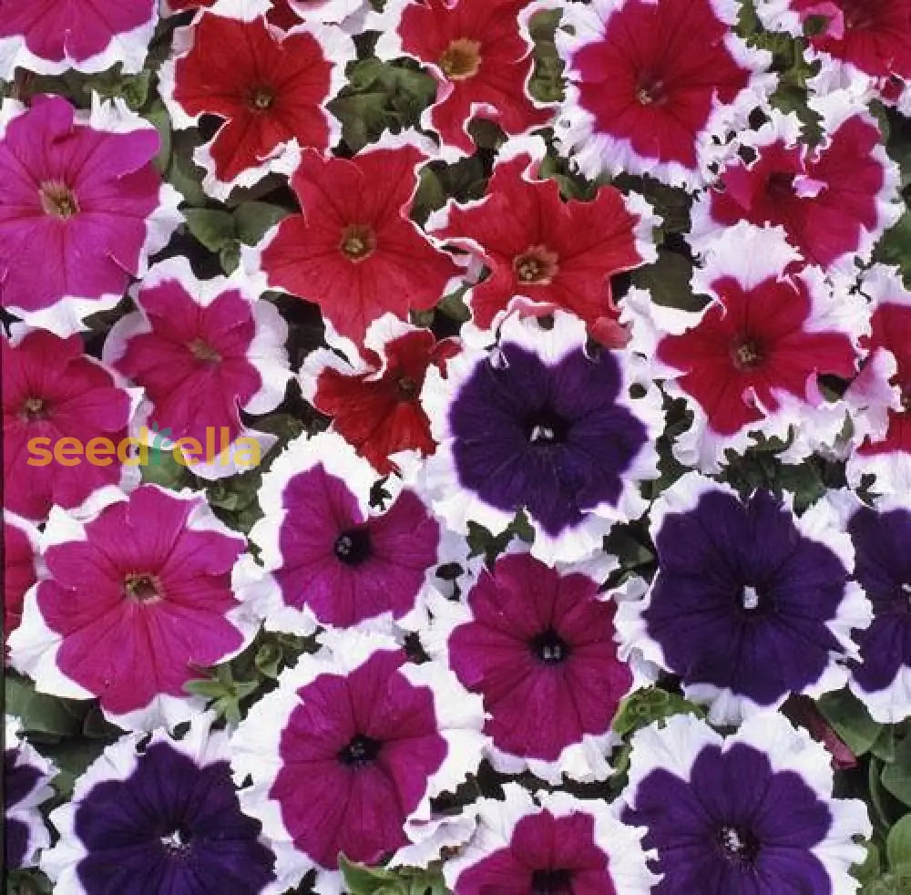 Oblique Petunia Flower Seeds For Planting - Create A Vibrant Mixed Display In Your Garden