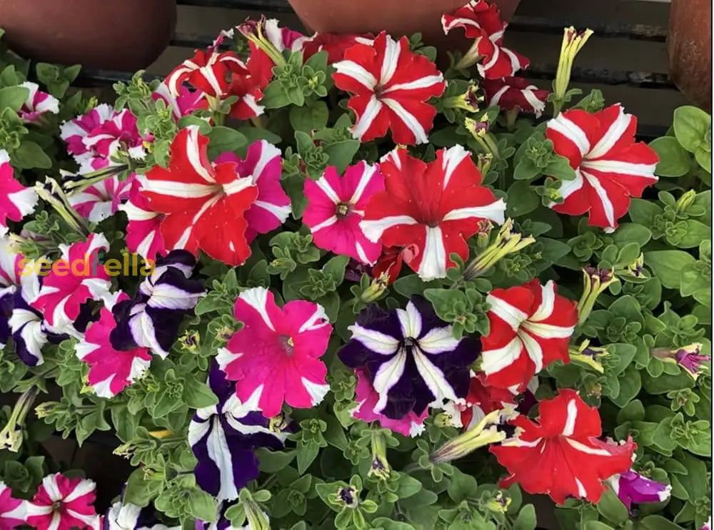 Oblique Petunia Mixed Colour Seeds For Easy Planting Flower