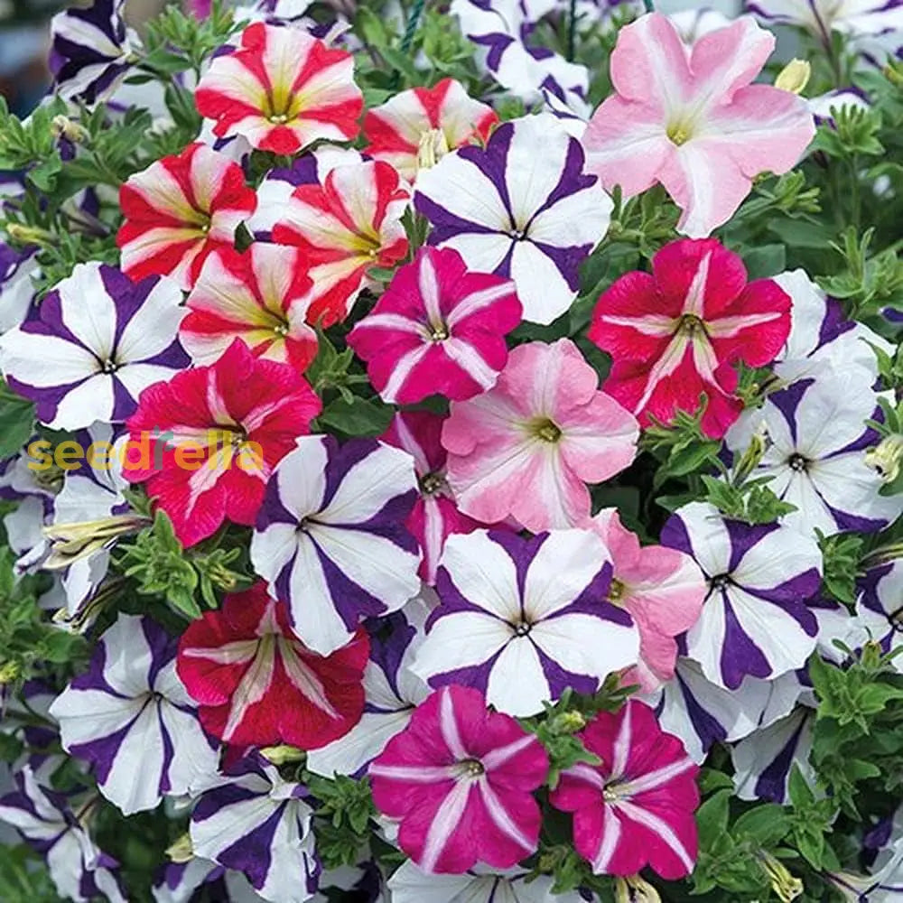 Oblique Petunia Mixed Colour Seeds For Easy Planting Flower