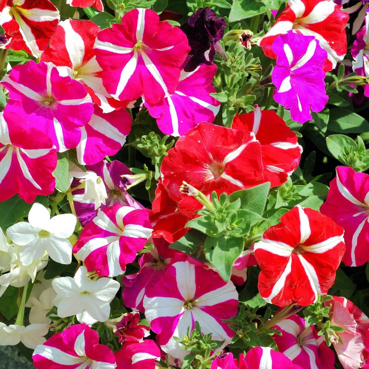 Oblique Mixed Colour Petunia Seeds for Easy Planting