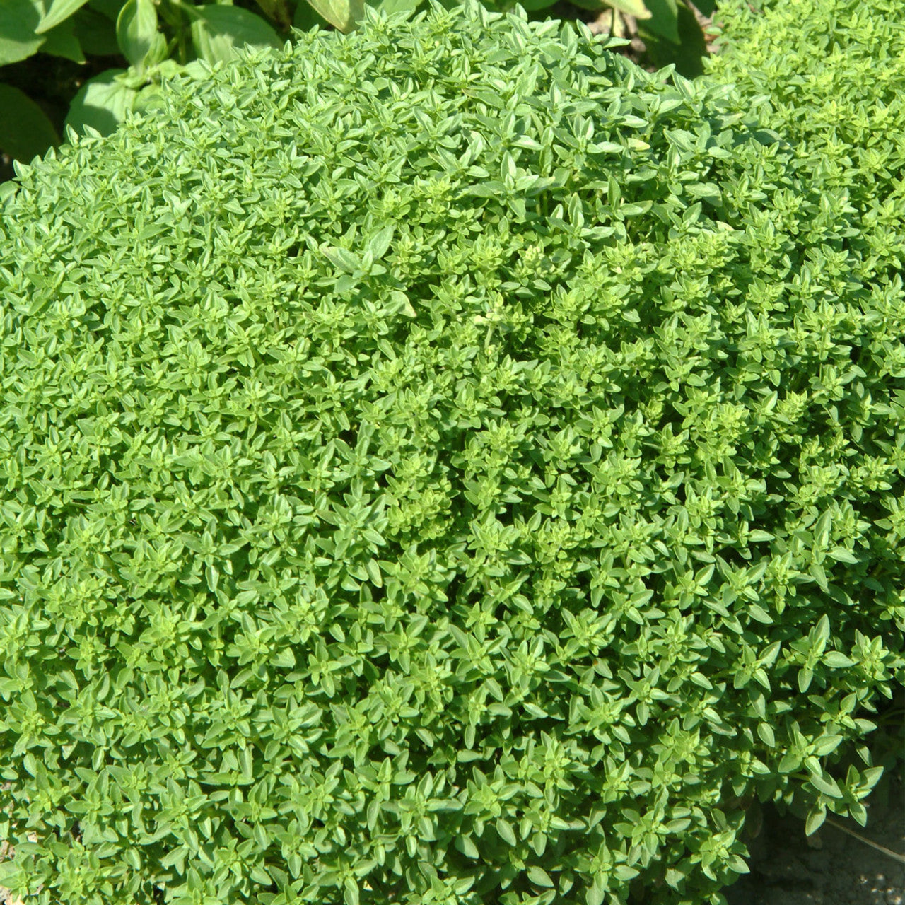 Aromatic small leaf Bush Basil variety grown from seeds