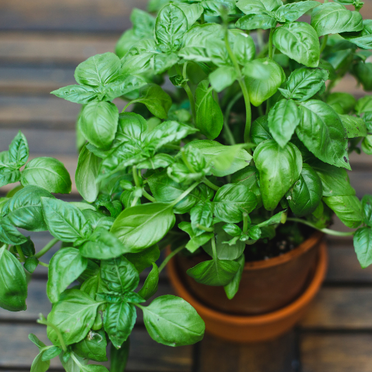 Dense leafy Genovese Basil plants grown from high-quality seeds