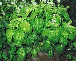 Italian Large Leaf Basil Seeds – Ocimum basilicum Herb