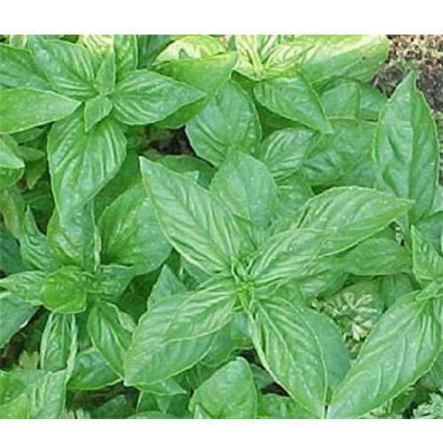 Vigorous Italian Large Leaf Basil from seeds with aromatic foliage