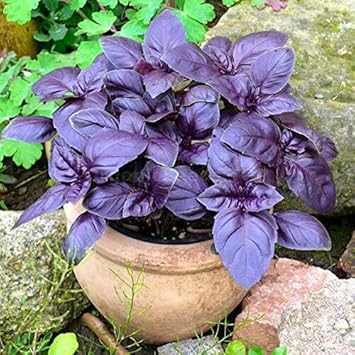 Ocimum Basilicum Seeds for Easy Home Gardening