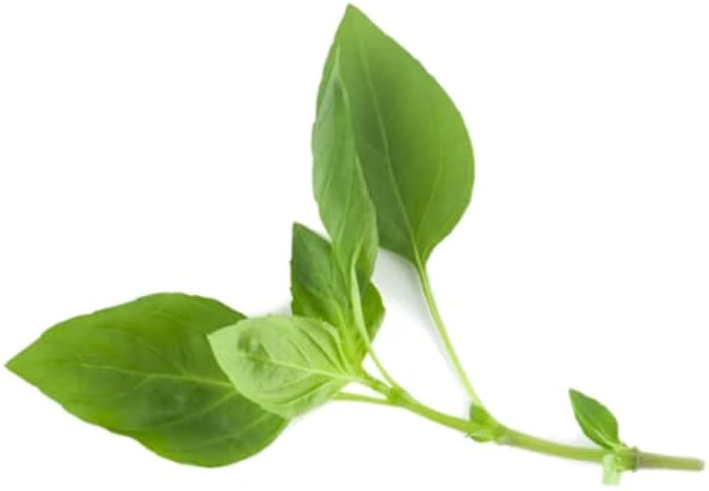 Ocimum basilicum Thai Basil green foliage grown from seeds