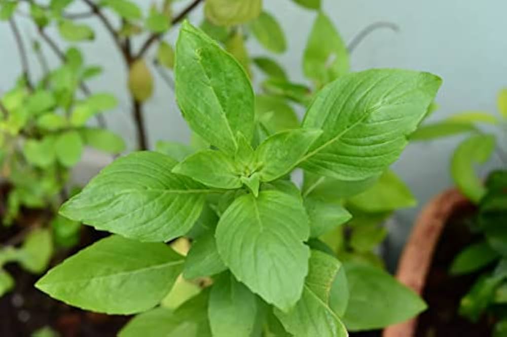 Ocimum gratissimum basil seeds for outdoor garden