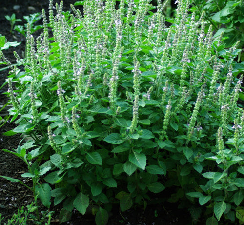 Ocimum sanctum basil seeds for indoor and outdoor garden