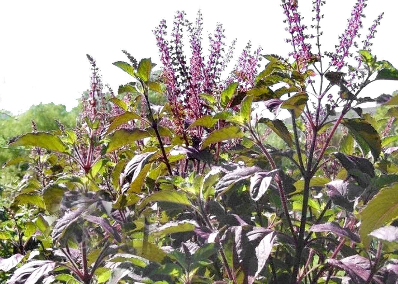 Ocimum sanctum Flowers – Purple Krishna Tulsi Blooming in Garden