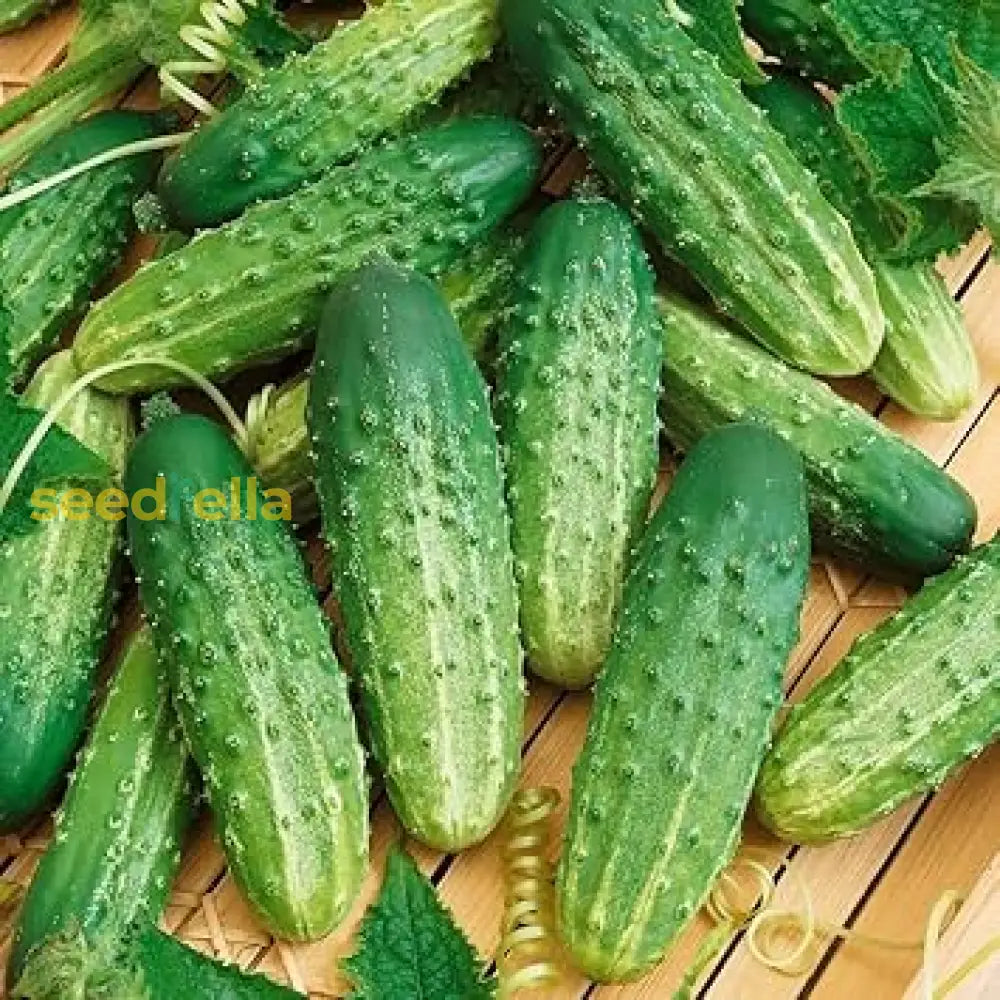Octopus cucumber seeds for planting in home vegetable gardens