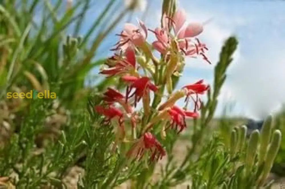 Oenothera Suffrutescens Flower Seeds  Evening Primrose Planting For Vibrant Garden Blooms