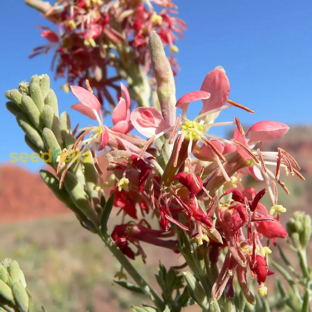 Oenothera Suffrutescens Flower Seeds  Evening Primrose Planting For Vibrant Garden Blooms