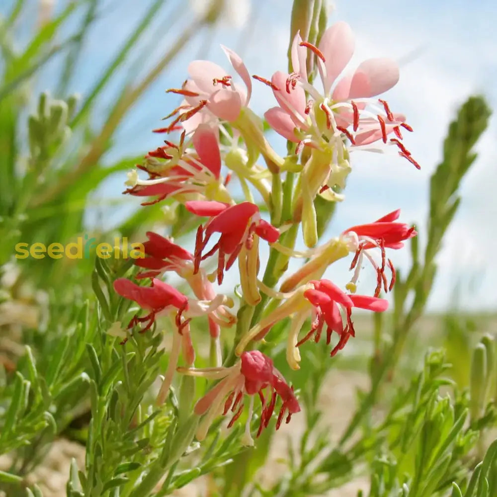 Oenothera Suffrutescens Seeds For Vibrant Garden Planting Flower