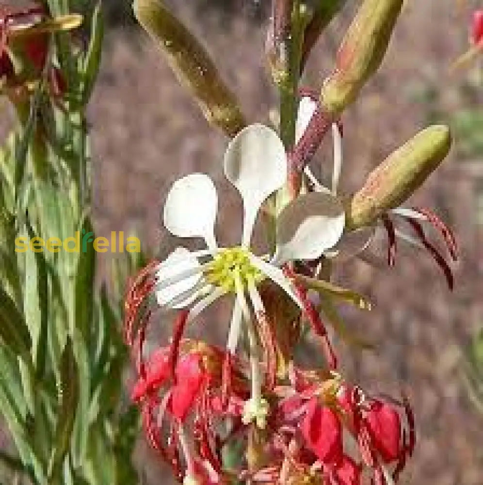 Oenothera Suffrutescens Seeds For Vibrant Garden Planting Flower