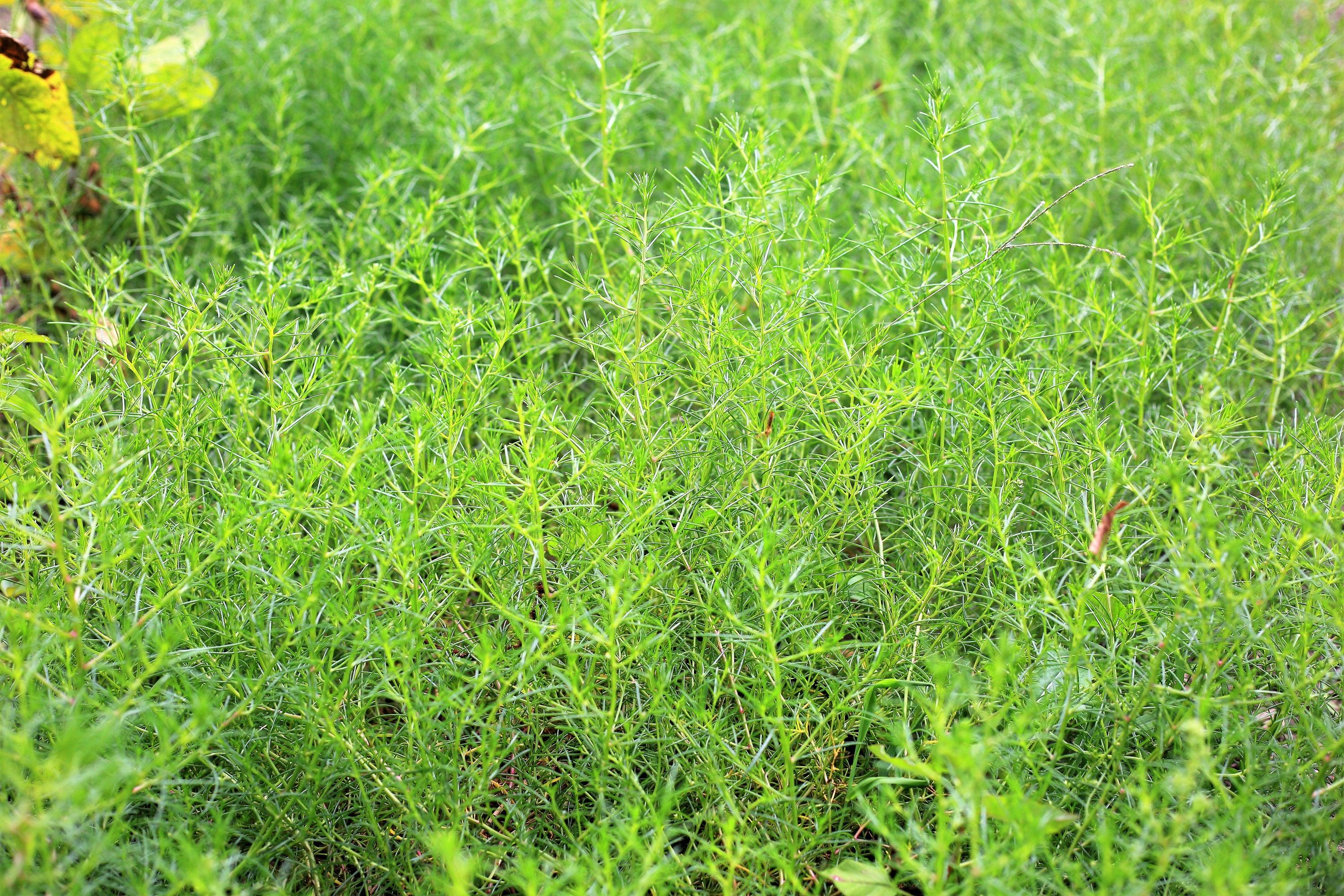 Freshly harvested Saltwort Okahijiki leaves