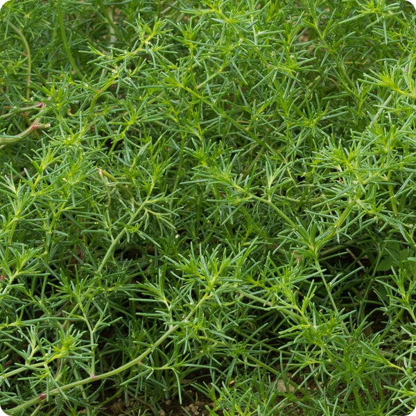 Okahijiki Saltwort seeds Salsola komarovii plant