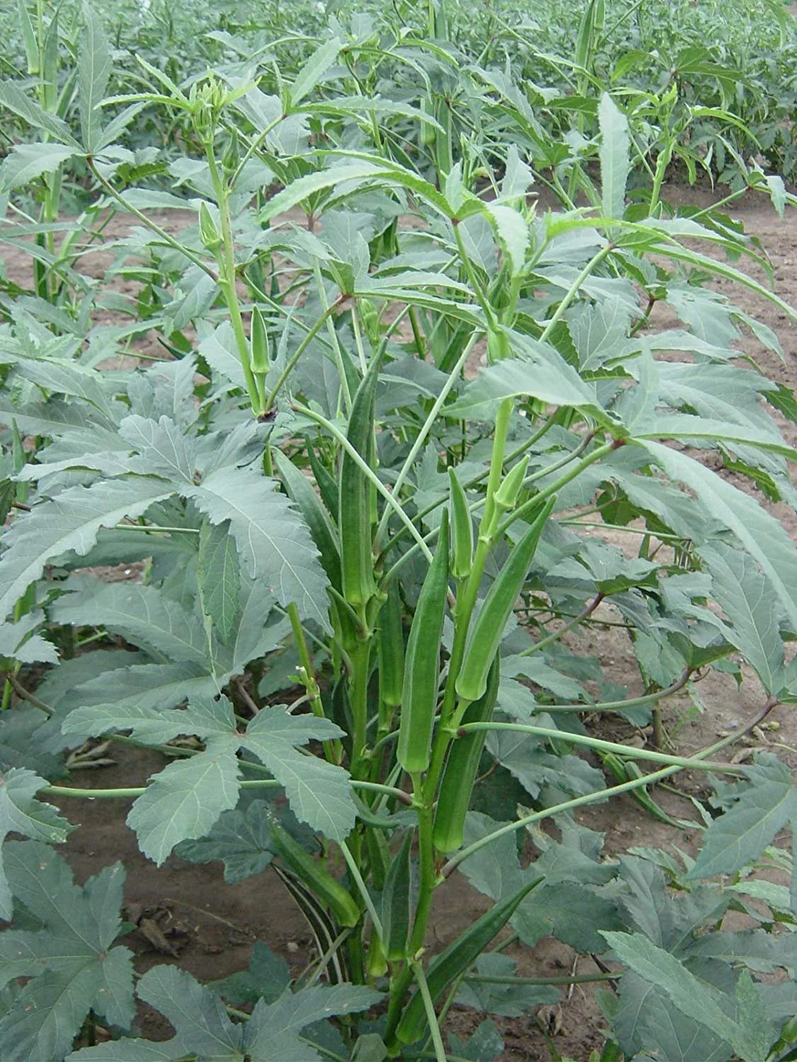 Okra plants thriving in backyard farm vegetable patch