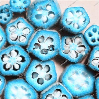 Healthy blue okra seedlings growing outdoors