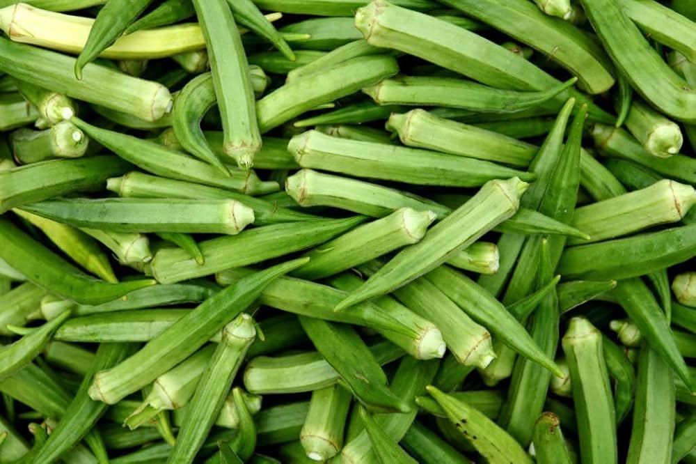 Okra plants growing in home garden