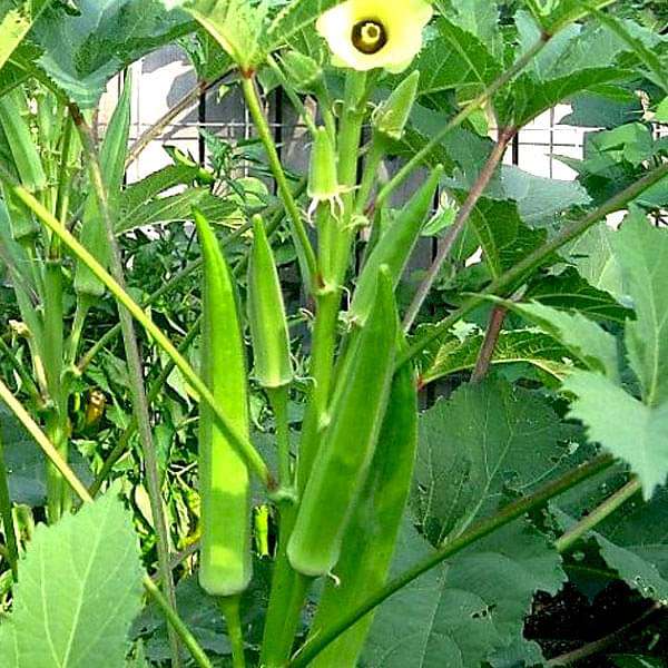 Closeup of high-quality Abelmoschus esculentus okra seeds for planting