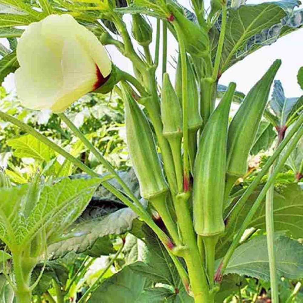 Abelmoschus esculentus okra plant growing in urban garden