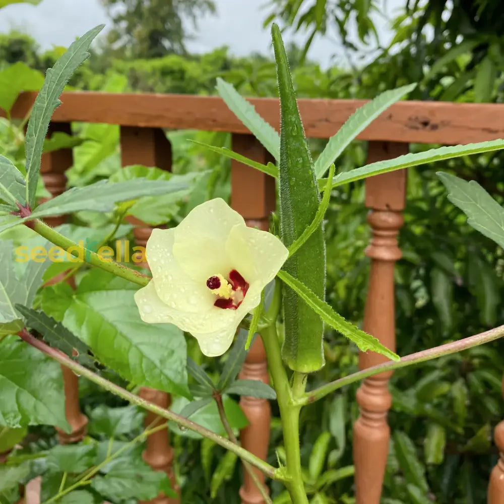 Okra Vegetable Seeds For Easy Planting Seeds