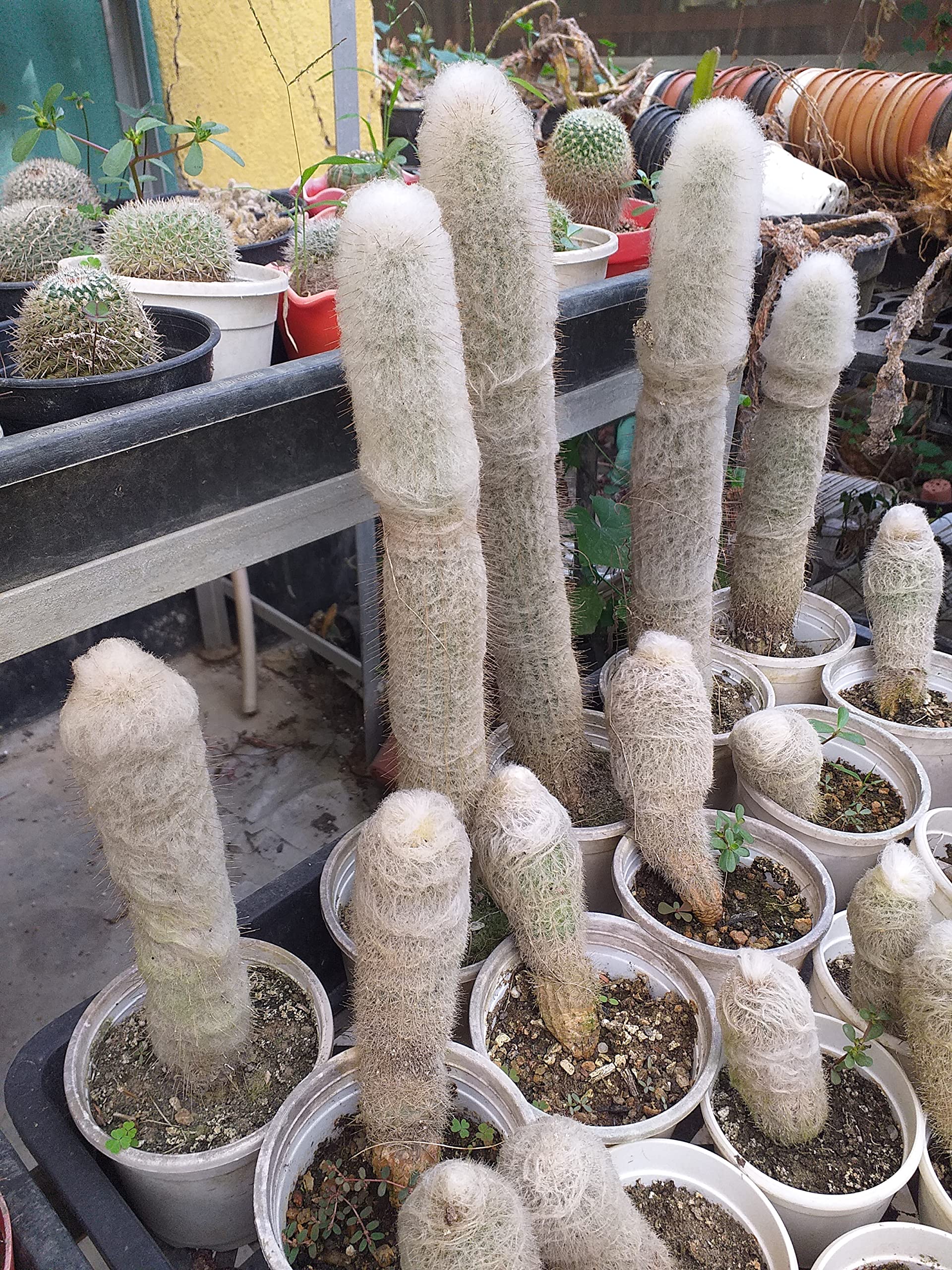 Old Man Cactus White Seeds
