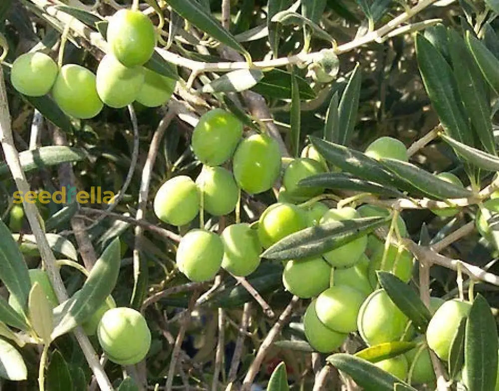 Olive Tree Planting Seeds For Home Gardens Fruit